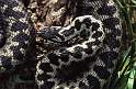 365 Hance Roger - Male Adder (3)